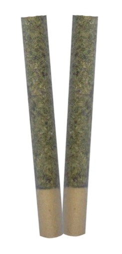 Trygg - Trance Pre-Rolls (2x1g)